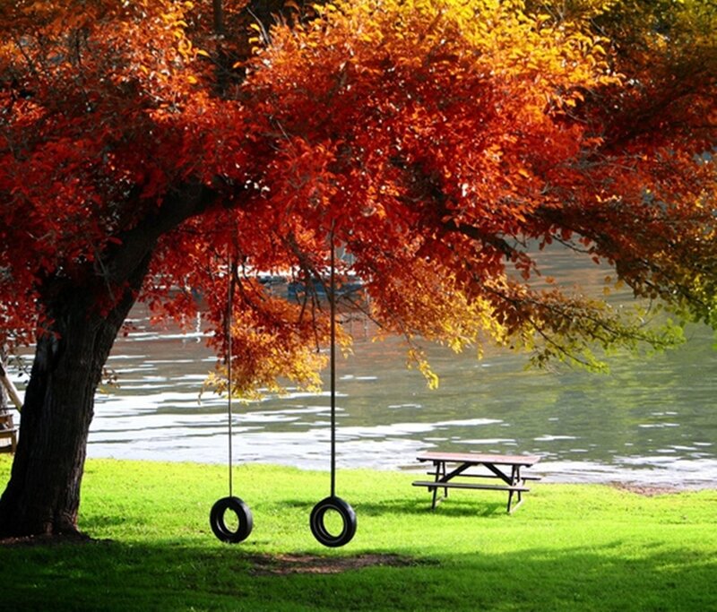 Tire Swings under Tree