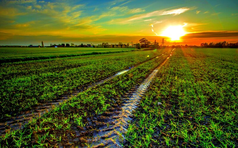 Tire Tracks in Field — Green