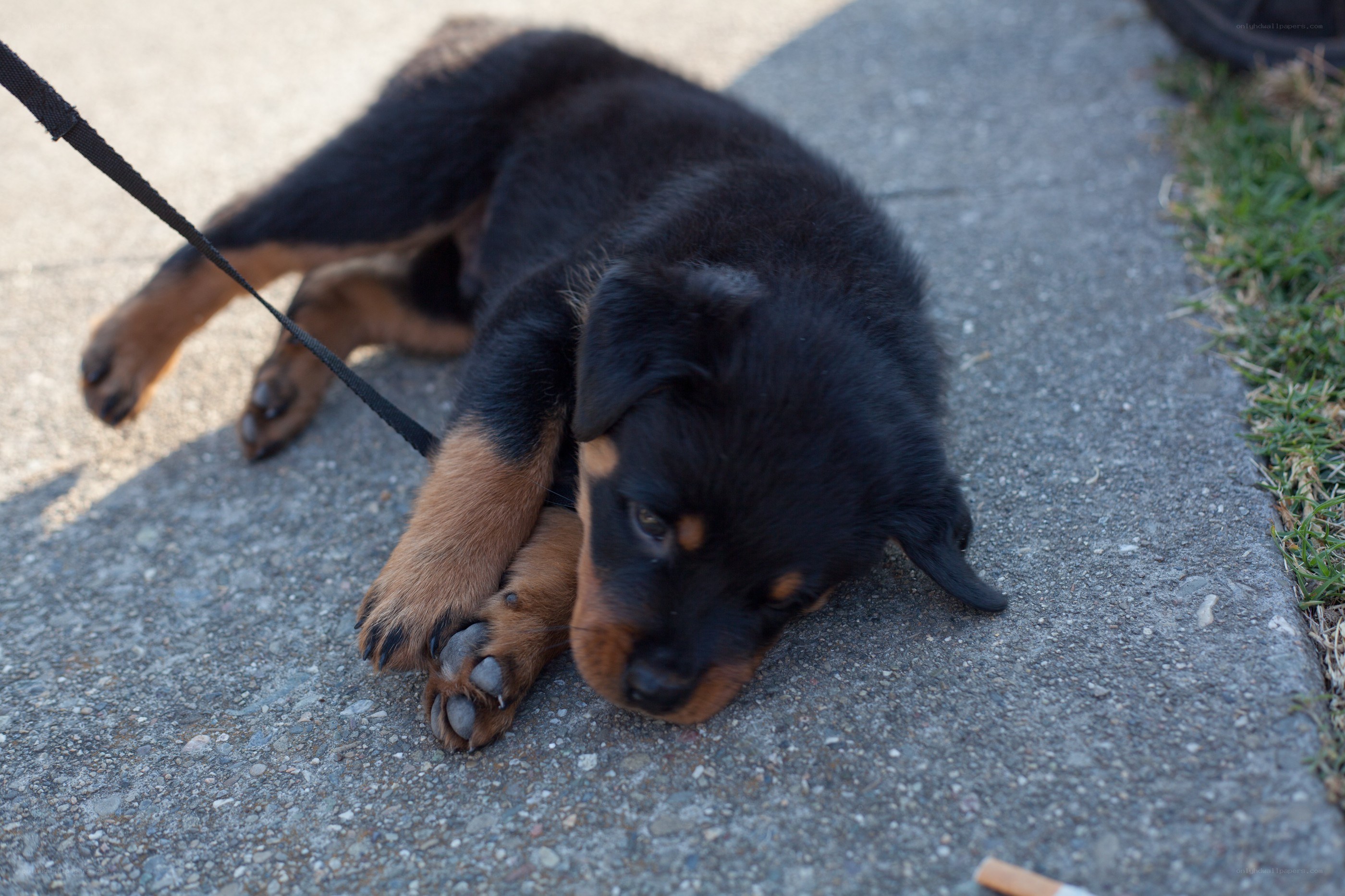 tired puppy on sidewalk
