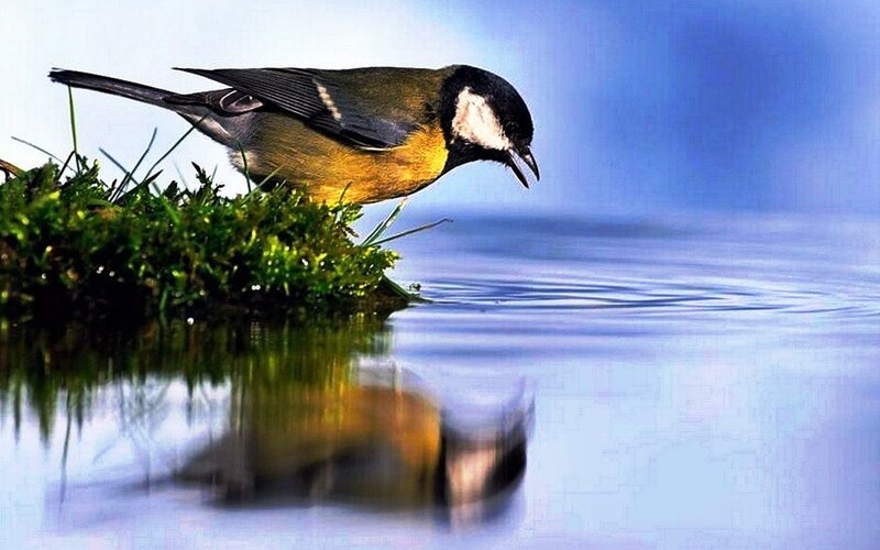 Tit Bird Drinking Water