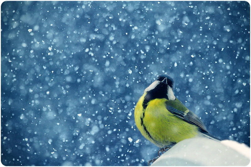 Tit Bird in Snow