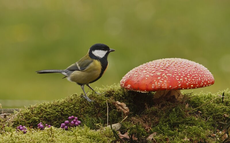 Tit Bird Near Mushroom