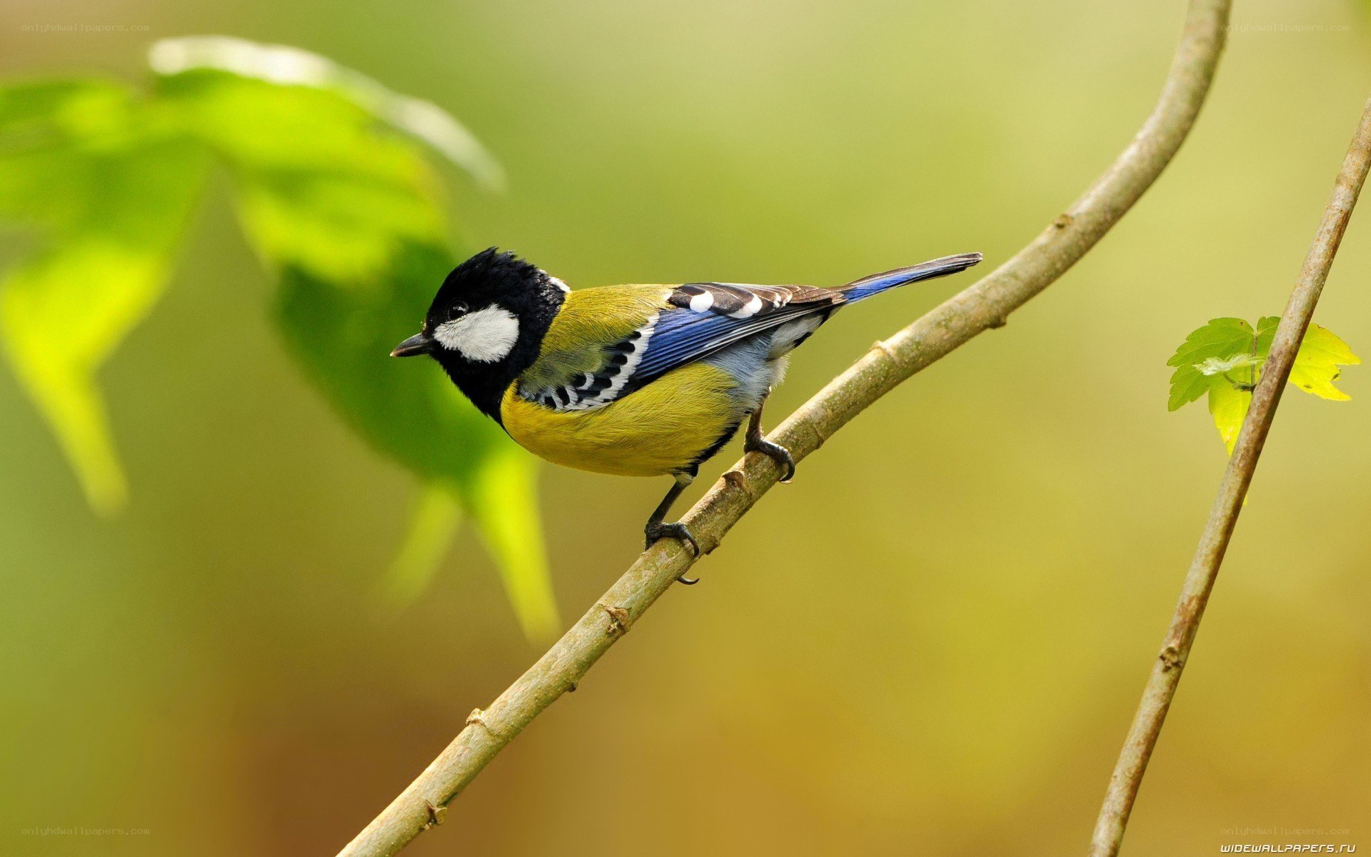 tit bird on a branch