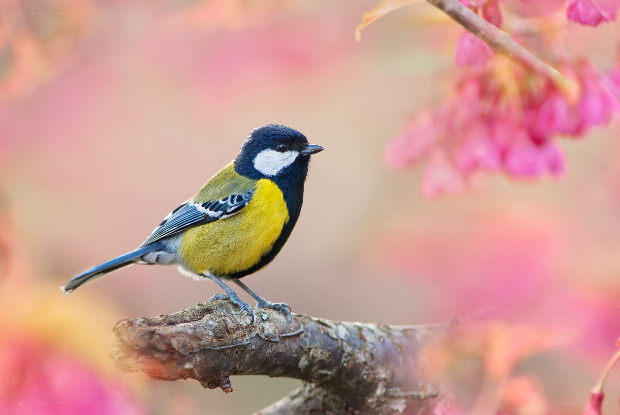 Tit bird on a branch