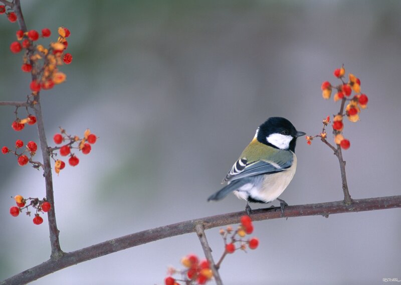 Tit Bird on Branch — Black, Calm