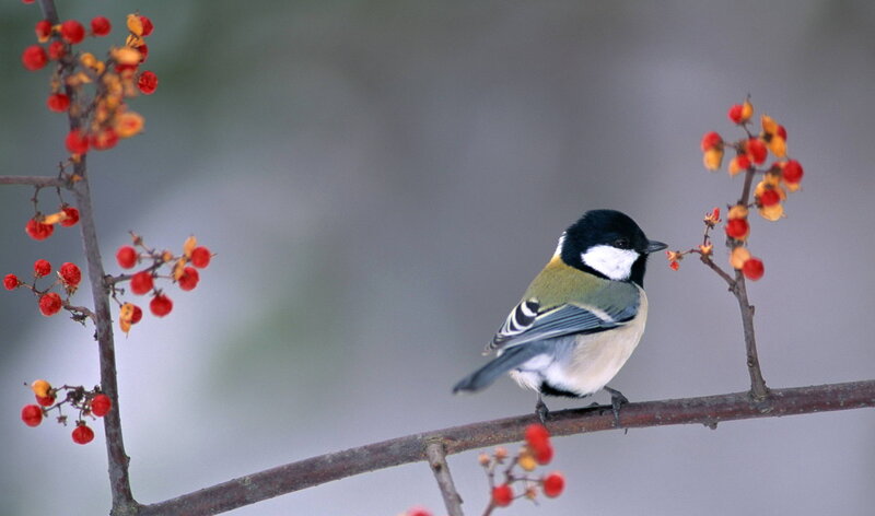 Tit Bird on Branch — Black, Calm, Winter