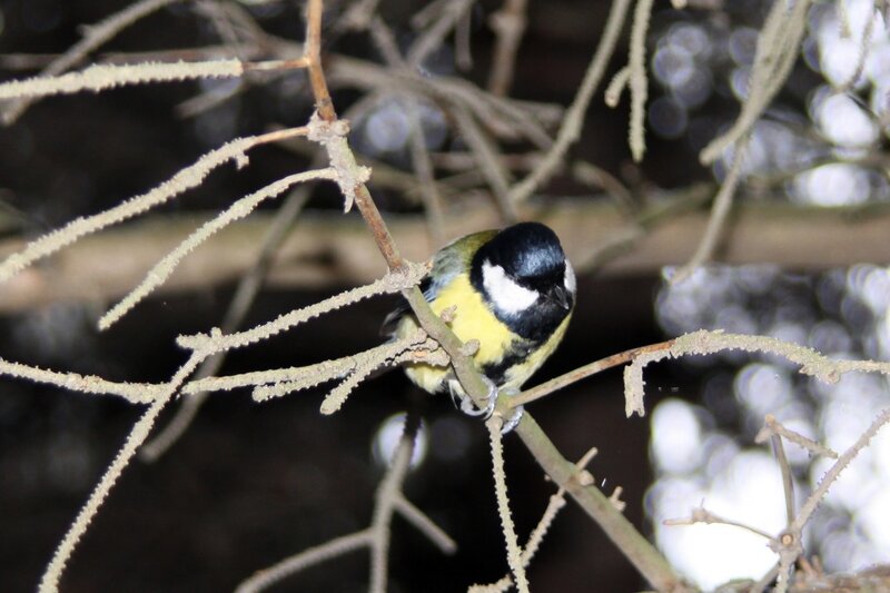 Tit Bird on Branch — Black