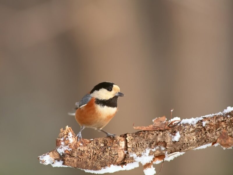 Tit Bird on Branch — Brown
