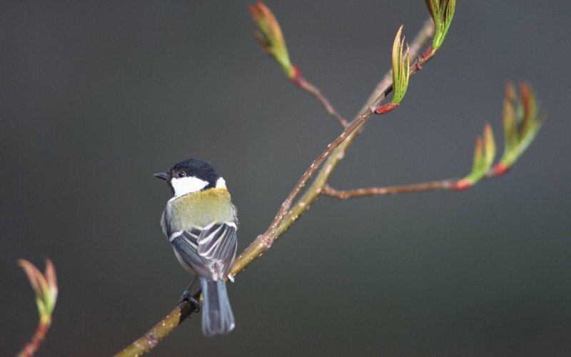 Tit Bird on Branch — Green, Calm, Spring