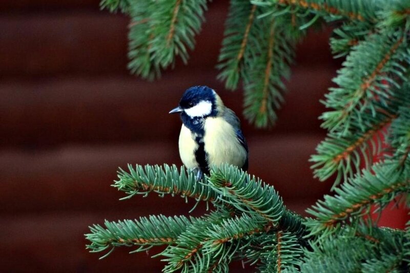 Tit Bird on Branch — Green, Calm