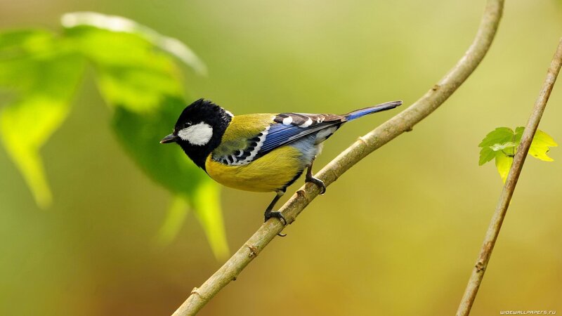 Tit Bird on Branch — Green, Serene, Spring, Photograph