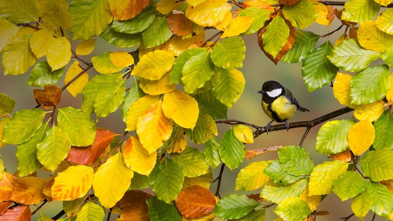 Tit Bird on Branch — Green, Serene