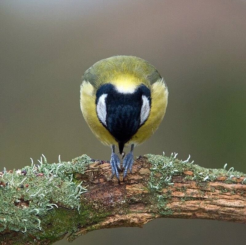 Tit Bird on Branch — Green