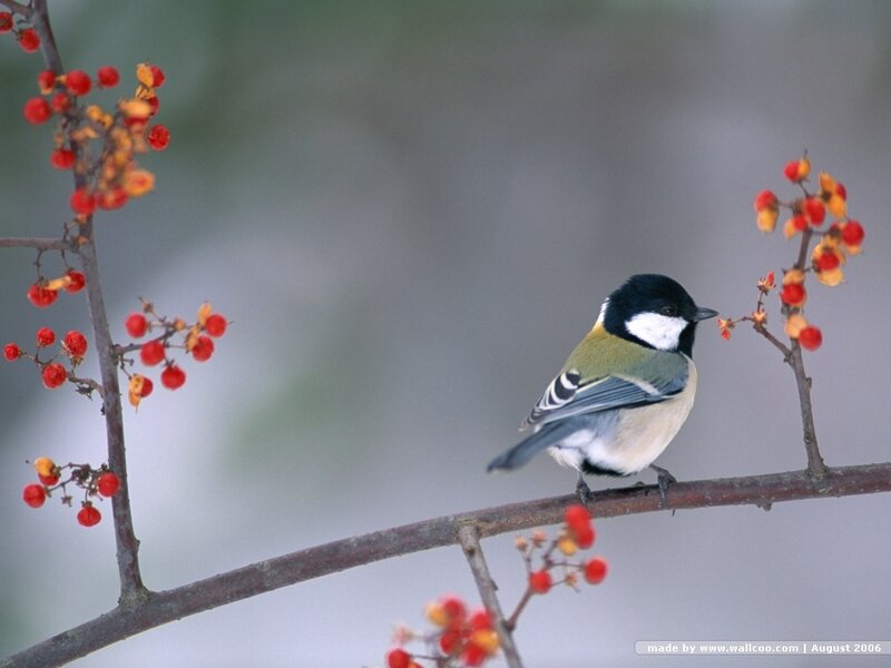 Tit Bird on Branch — Red, Calm