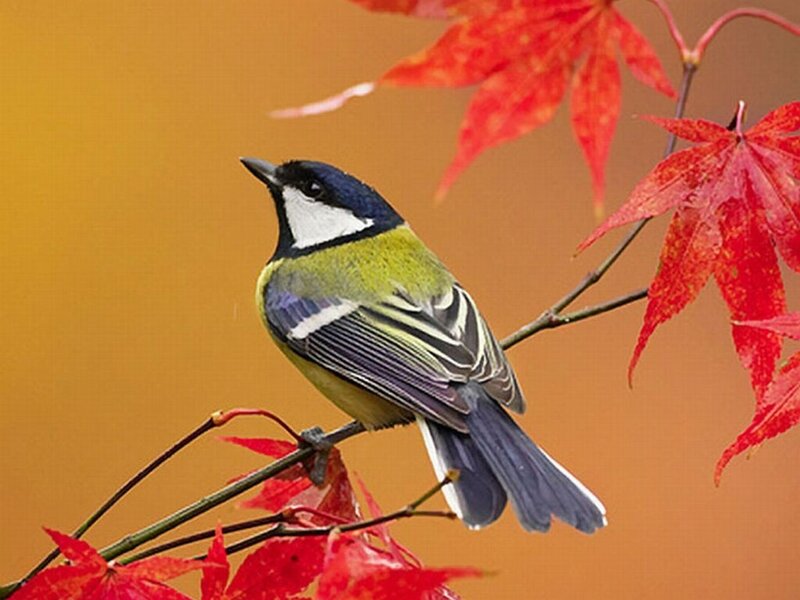 Tit Bird on Branch — Red