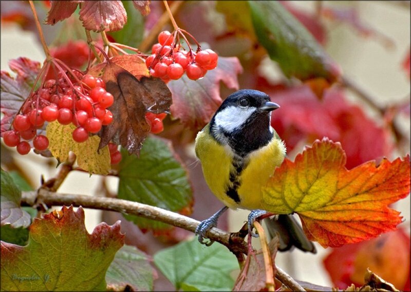 Tit Bird on Branch