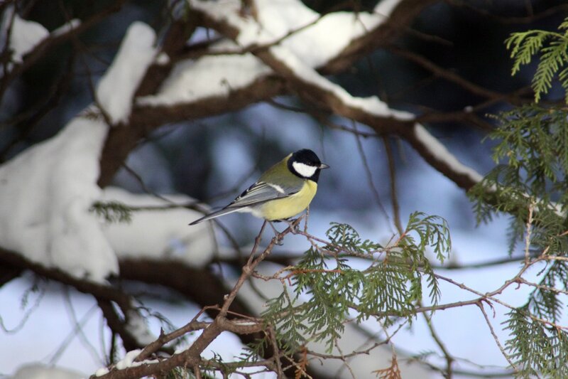 Tit Bird on Branch — White