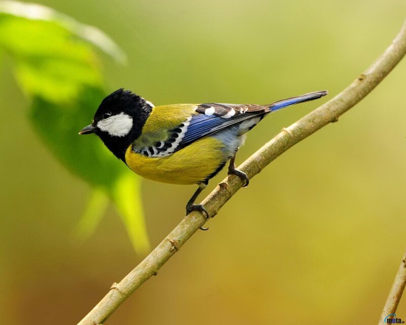 Tit Bird on Branch — Yellow, Calm, Morning