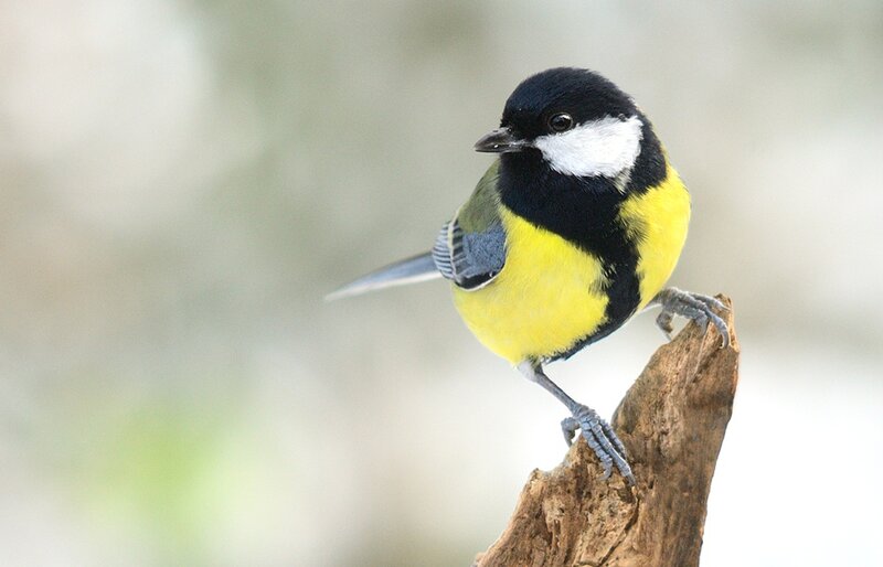 Tit Bird on Branch — Yellow, Calm