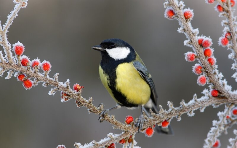 Tit Bird on Branch — Yellow, Calm, Winter, Photograph