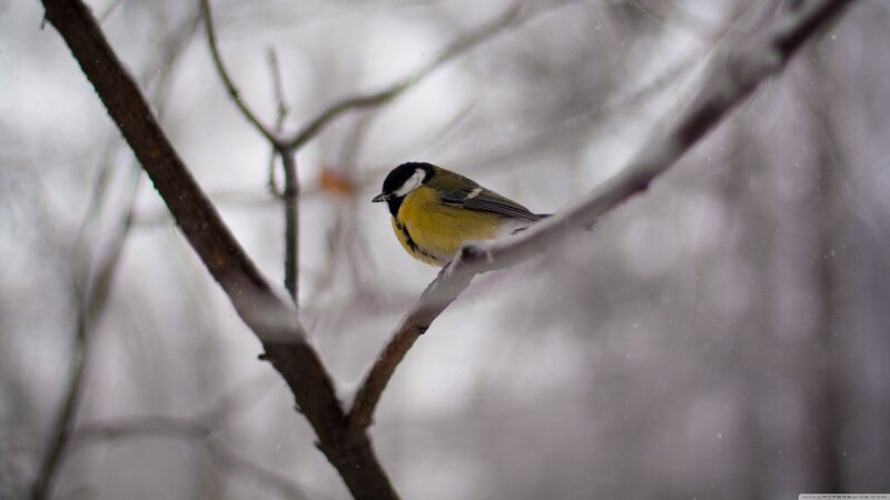 Tit Bird on Branch — Yellow, Calm, Winter