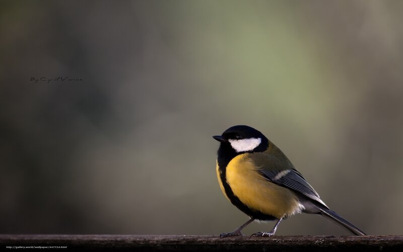 Tit Bird on Branch — Yellow, Serene, Photograph