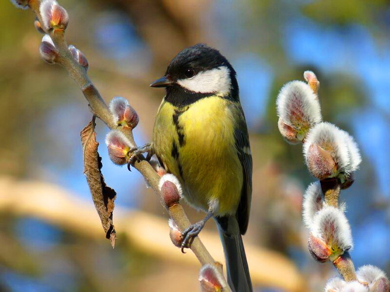 Tit Bird on Branch — Yellow, Serene, Spring, Photograph
