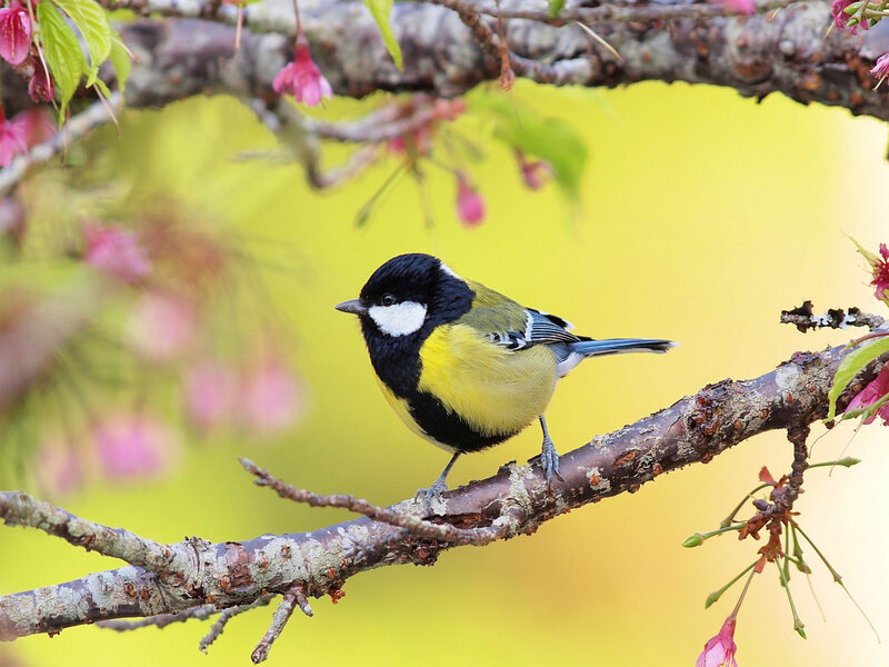 Tit Bird on Branch — Yellow, Serene, Spring