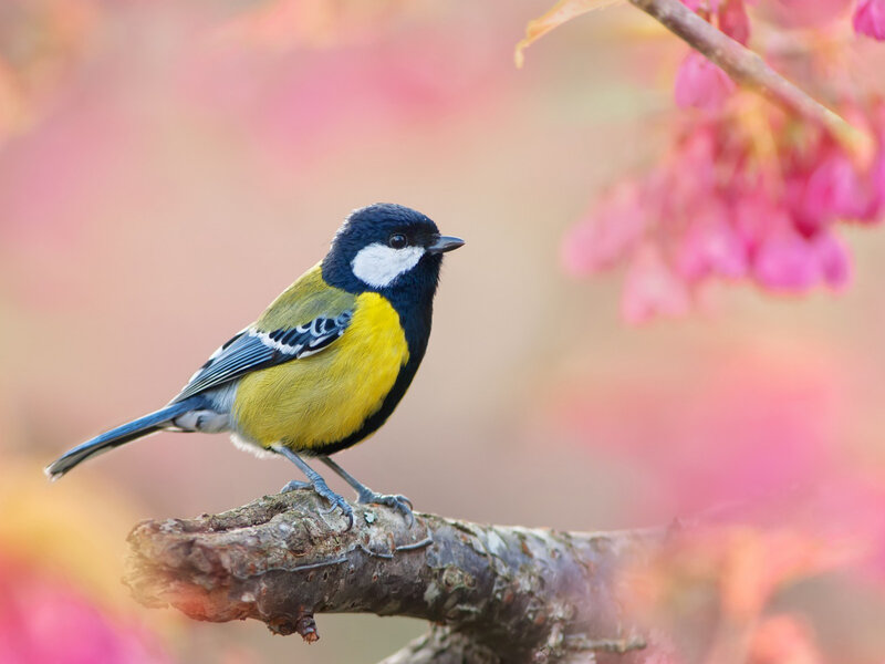 Tit Bird on Branch — Yellow, Serene