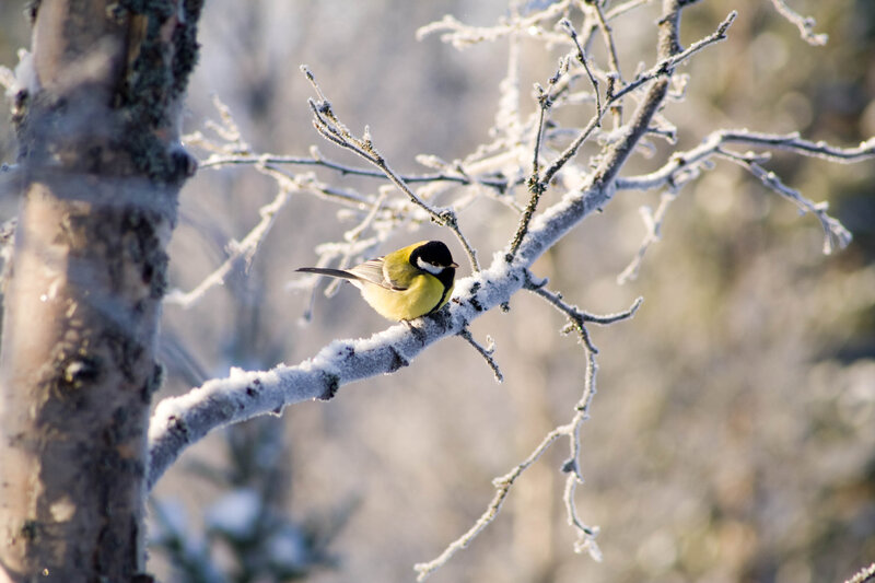 Tit Bird on Branch — Yellow, Serene, Winter