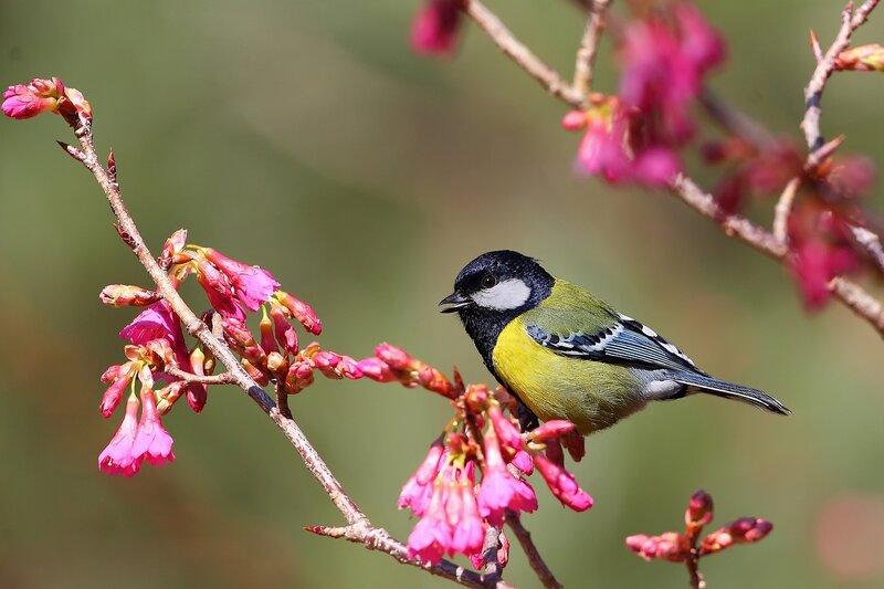 Tit Bird on Flower Branch