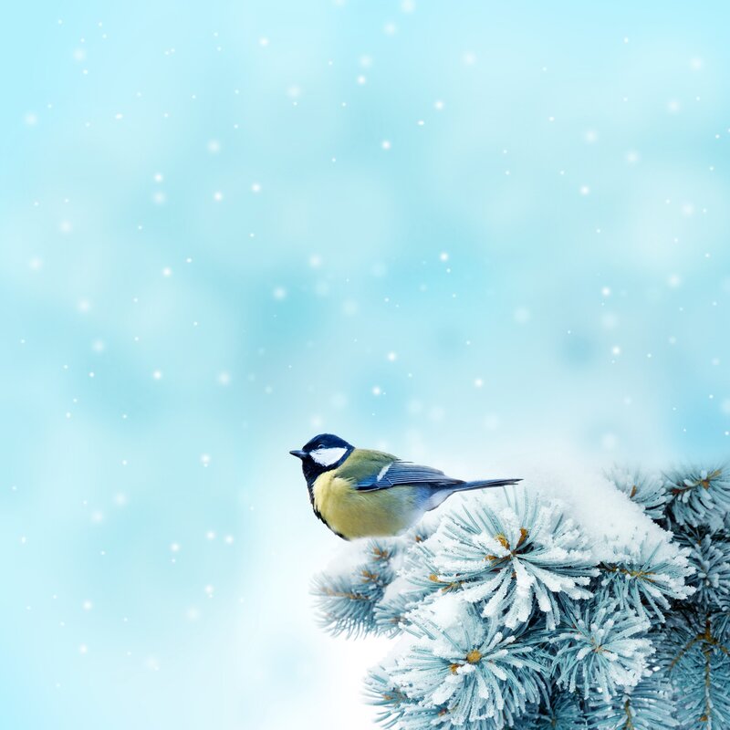Tit Bird on Pine Branch — Blue, Serene
