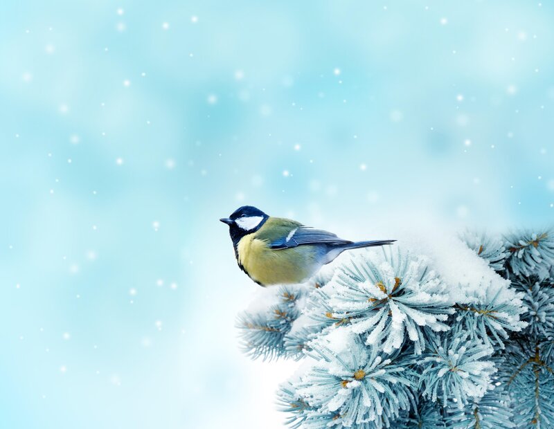 Tit Bird on Pine Branch — Blue