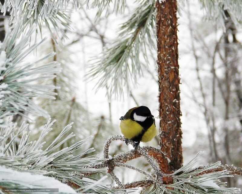 Tit Bird on Pine Branch — Green, Calm, Winter, Photograph