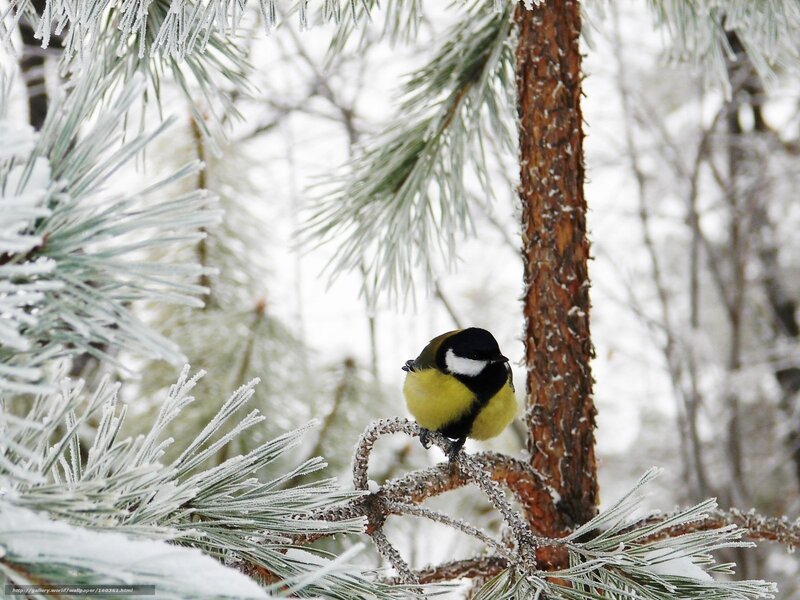 Tit Bird on Pine Branch — Green, Calm, Winter
