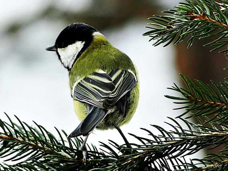 Tit Bird on Pine Branch — Green