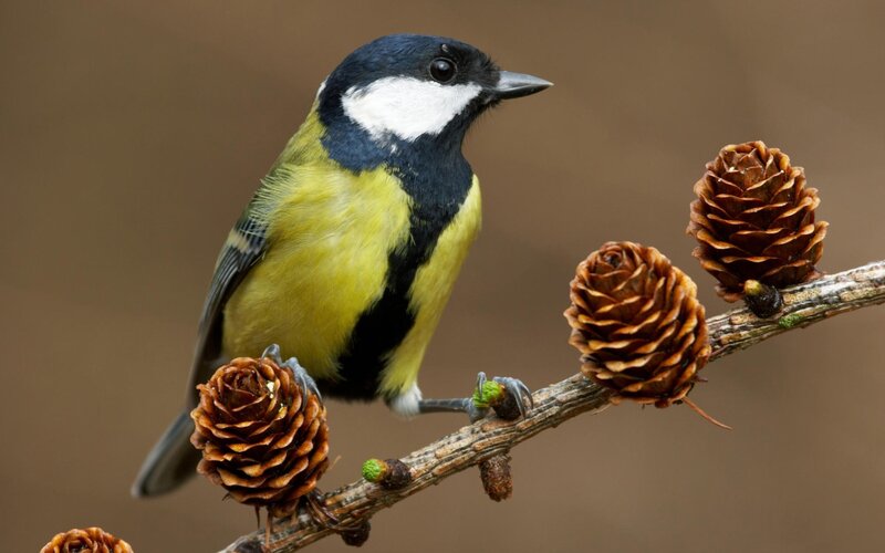 Tit bird on pine branch