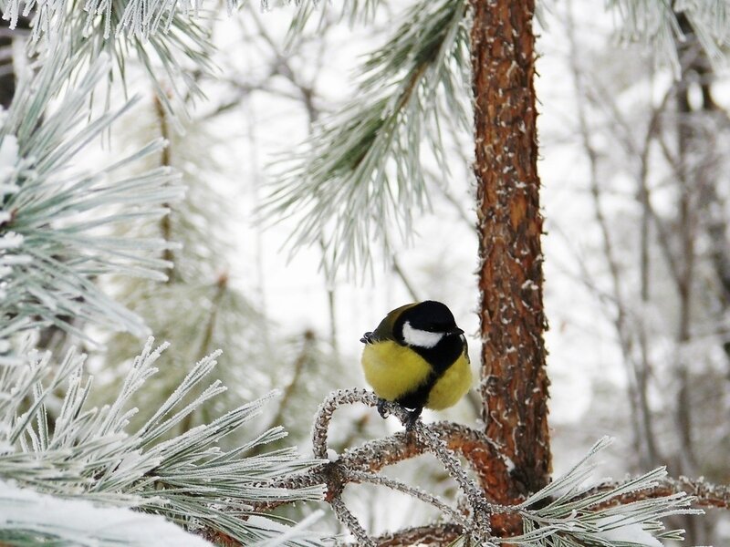 Tit Bird on Pine Branch — Yellow, Calm