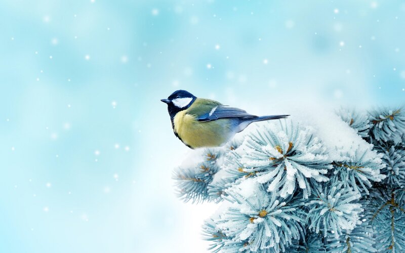 Tit Bird on Snowy Branch — Blue