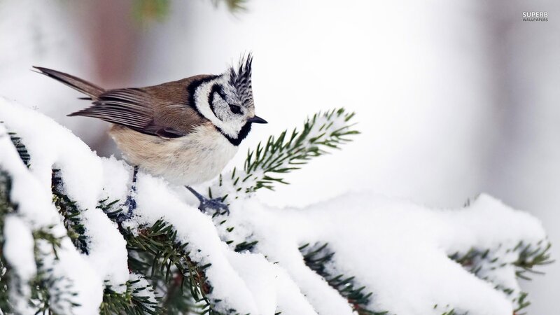 Tit Bird on Snowy Branch — White