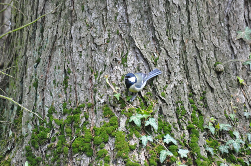 Tit Bird on Tree Trunk