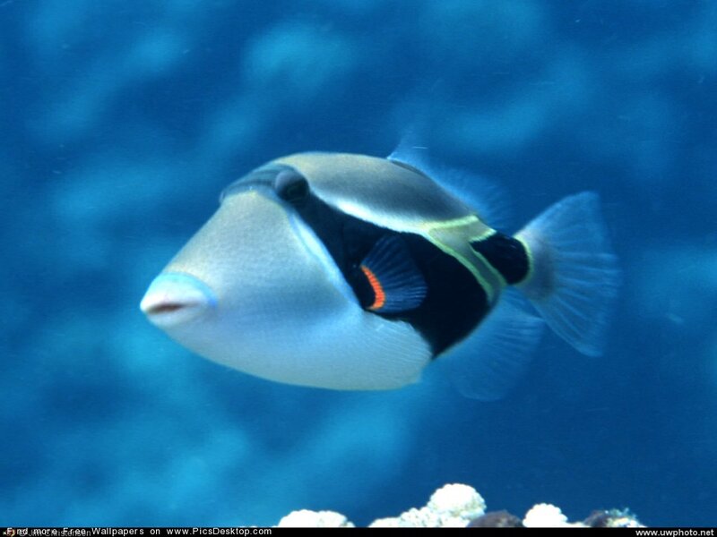 titan triggerfish swimming