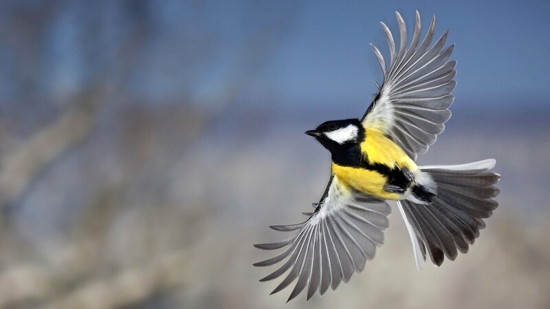 titmouse in flight