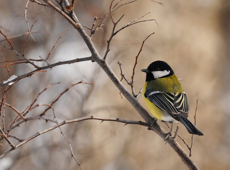 Titmouse on a bare branch