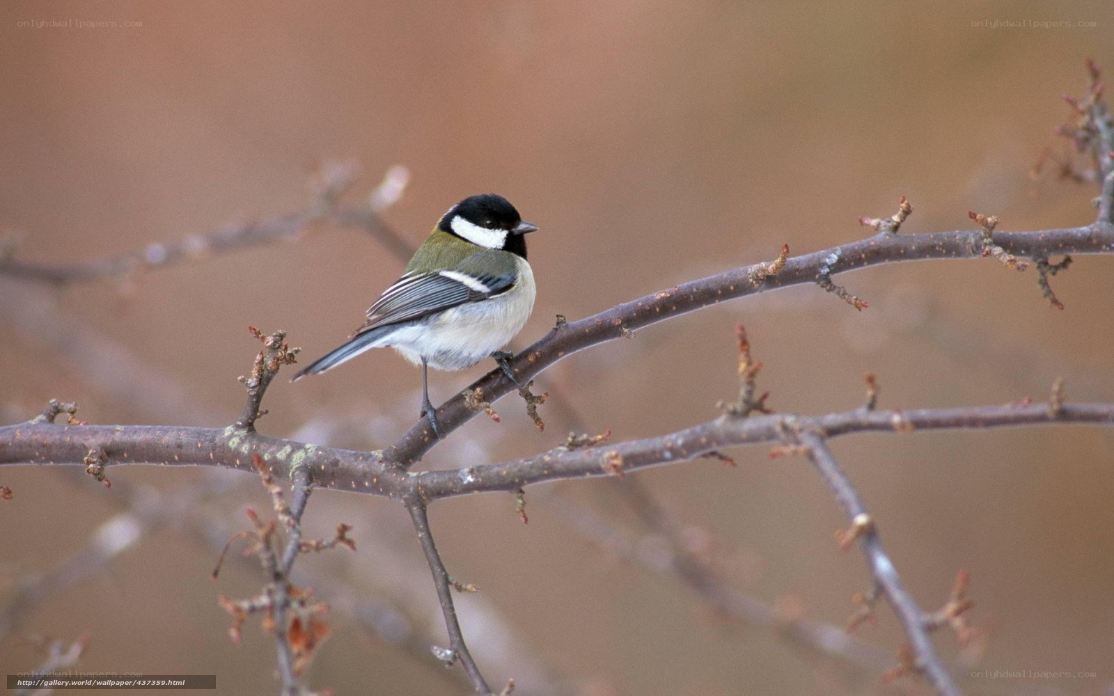 Titmouse on a bare branch