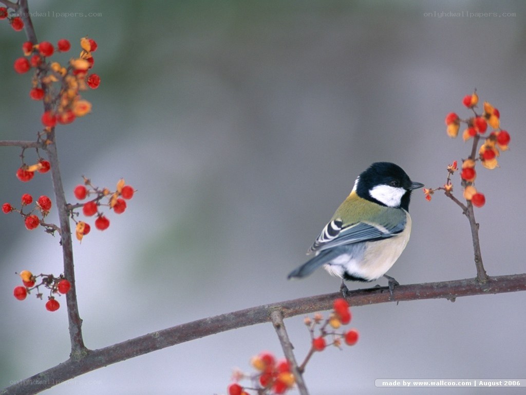 Titmouse on a berry branch