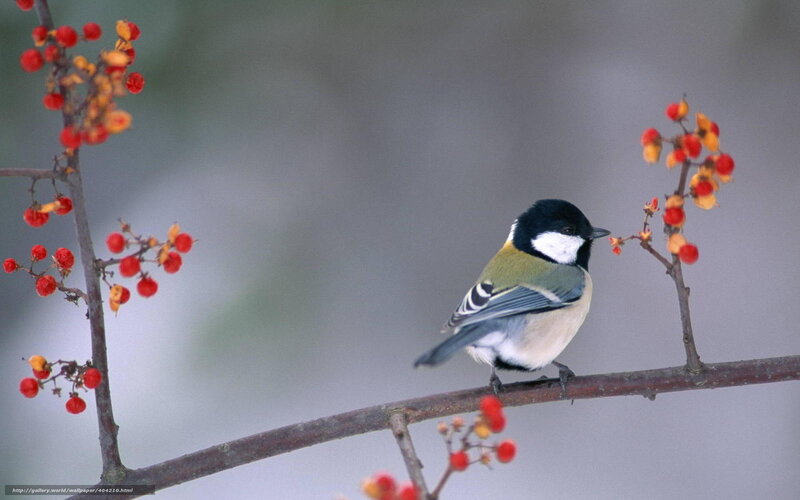 Titmouse on a berry branch