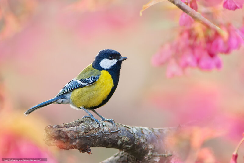 Titmouse on a branch