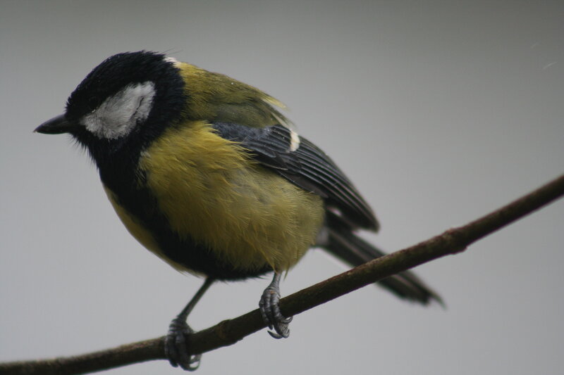 titmouse on a branch