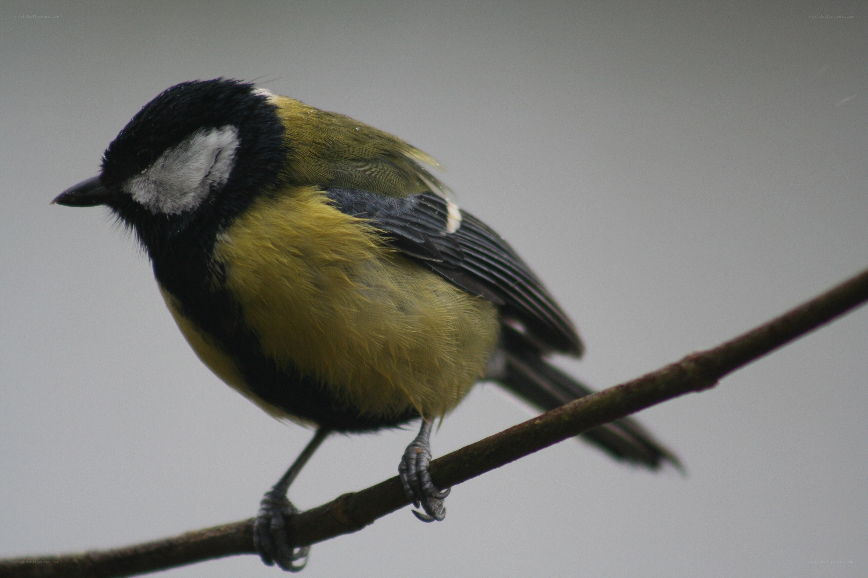 titmouse on a branch